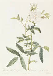 Rosa Alba Cimbaefolia